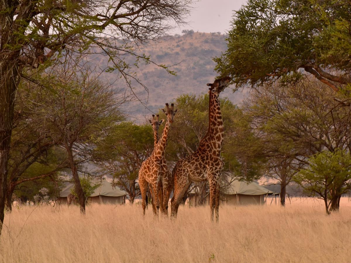 One Nature Nyaruswiga Serengeti Banagi Экстерьер фото